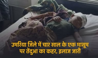 Umaria News Today : चार साल के मासूम पर  तेंदुआ का कहर, इलाज जारी