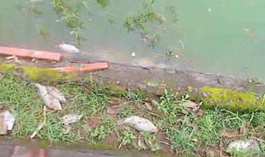 Jabalpur News : गुलौआ तालाब का पानी दूषित होने के कारण कई मछलियों ने तोड़ दम।