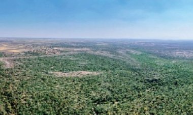 बक्सवाहा जंगल की कटाई पर आदित्य बिरला समूह ने किया सरेंडर