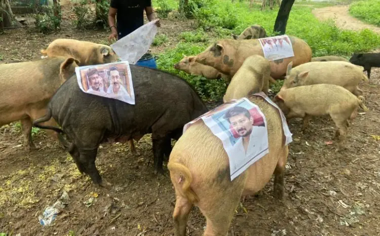 Jabalpur  News :  सनातन धर्म में अभद्र टिप्पणी के खिलाफ अनोखा प्रदर्शन, सुअरों पर चिपकाए गए उनके पोस्टर