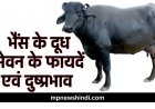 भैंस के दूध सेवन के फायदें एवं दुष्प्रभाव |  Benefits or Side Effects Buffalo Milk | भैंस के दूध में पाए जाने वाले पोषण तत्व
