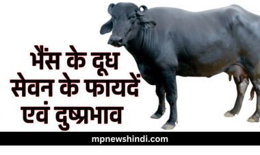 भैंस के दूध सेवन के फायदें एवं दुष्प्रभाव |  Benefits or Side Effects Buffalo Milk | भैंस के दूध में पाए जाने वाले पोषण तत्व
