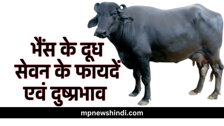 भैंस के दूध सेवन के फायदें एवं दुष्प्रभाव |  Benefits or Side Effects Buffalo Milk | भैंस के दूध में पाए जाने वाले पोषण तत्व