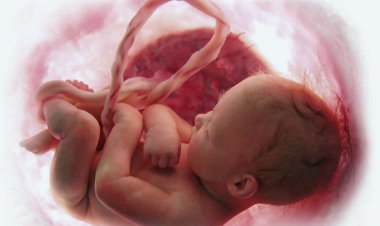 What is cord blood? Myths Related To Umbilical Cord Blood Donation