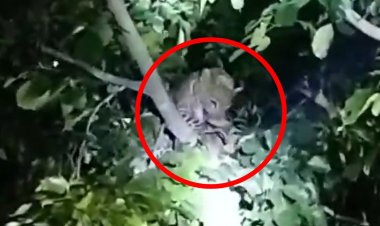 Umaria News: गाँव में घुसकर मादा तेंदुआ ने कुत्ते का किया शिकार, ग्रामीणों में आक्रोश