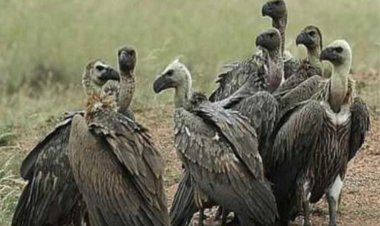 Rani Durgavati Tiger Reserve: विलुप्त हो रही गिद्धों की प्रजाति के लिए बनेगा वल्चर रेस्टोरेंट, लैब टेस्टिंग के बाद परोसा जाएगा मांस