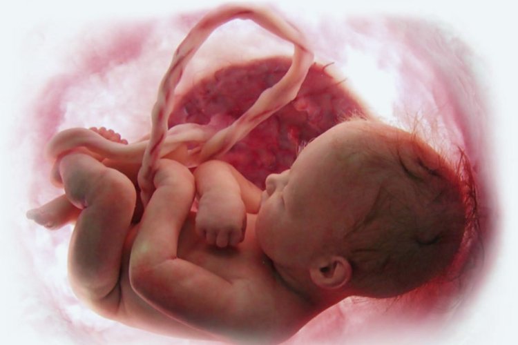 What is cord blood? Myths Related To Umbilical Cord Blood Donation