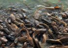 Fish Farming: Benefits and How to Get Started Fish Farming