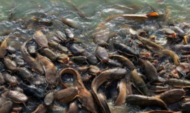 [PDF] Financial Analysis of Fish Farming Operations