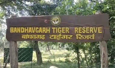 बांधवगढ़ टाइगर रिजर्व में बाघों की मौत पर होगी जांच, 3 सदस्यीय टीम का गठन