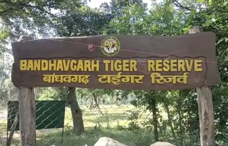बांधवगढ़ टाइगर रिजर्व में बाघों की मौत पर होगी जांच, 3 सदस्यीय टीम का गठन 