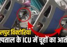 Jabalpur News: विक्टोरिया अस्पताल के ICU में चूहों का आतंक! मरीज के पिता का VIDEO हुआ वायरल