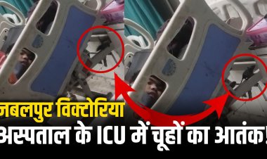 Jabalpur News: विक्टोरिया अस्पताल के ICU में चूहों का आतंक! मरीज के पिता का VIDEO हुआ वायरल
