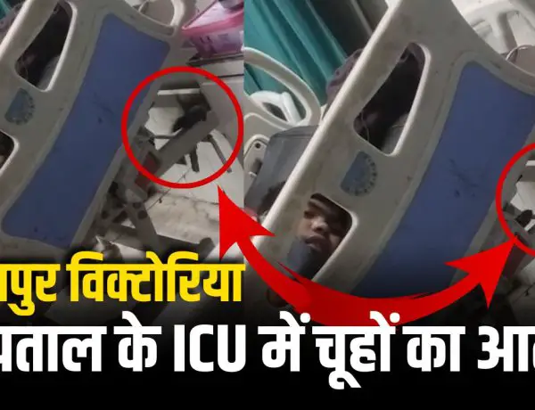 Jabalpur News: विक्टोरिया अस्पताल के ICU में चूहों का आतंक! मरीज के पिता का VIDEO हुआ वायरल