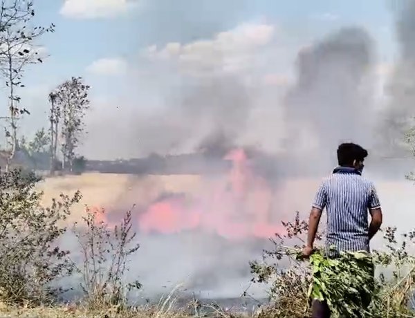 Seoni News : सिवनी में आग ने ली किसानों की कड़ी मेहनत की परीक्षा, कई एकड़ गेहूं जलकर राख