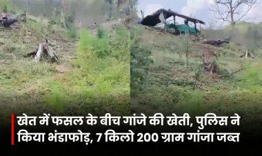 Jabalpur News: खेत में फसल के बीच गांजे की खेती, पुलिस ने किया भंडाफोड़, करीब 7 किलो 200 ग्राम गांजा जब्त